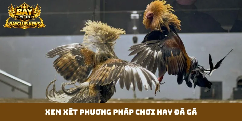 Xem xét phương pháp chơi hay đá gà