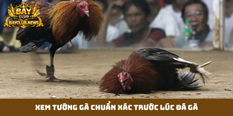 Xem tướng gà chuẩn xác trước lúc đá gà