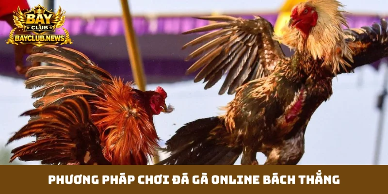 Phương pháp chơi đá gà online bách thắng