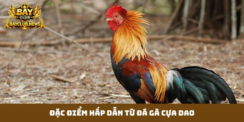 Đặc điểm hấp dẫn từ đá gà cựa dao