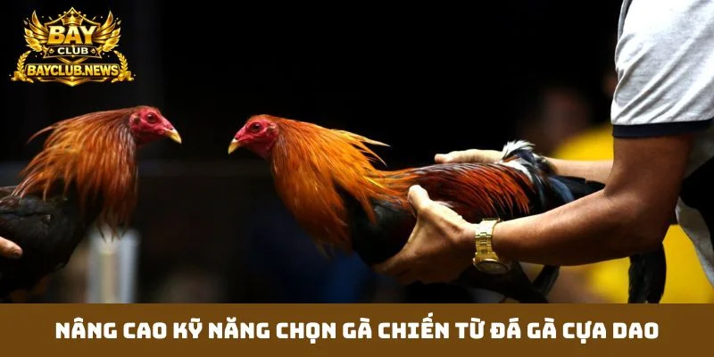 Nâng cao kỹ năng chọn gà chiến từ đá gà cựa dao