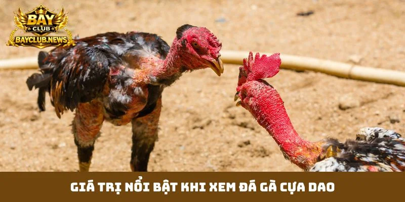 Giá trị nổi bật khi xem đá gà cựa dao