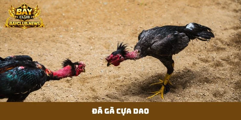 đá gà cựa dao
