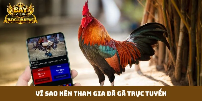 Vì sao nên tham gia đá gà trực tuyến