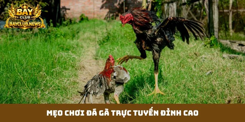 Mẹo chơi đá gà trực tuyến đỉnh cao