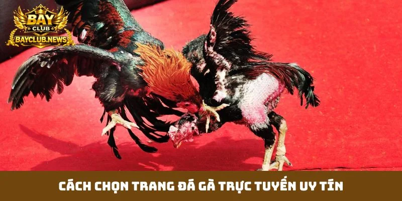 Cách chọn trang đá gà trực tuyến uy tín