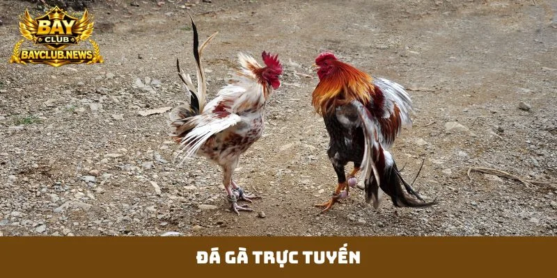 đá gà trực tuyến