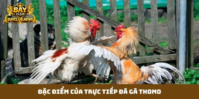 Đặc điểm của trực tiếp đá gà thomo