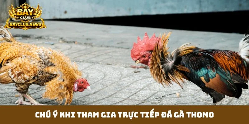 Chú ý khi tham gia trực tiếp đá gà thomo