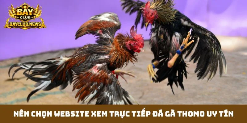 Nên chọn website xem trực tiếp đá gà thomo uy tín