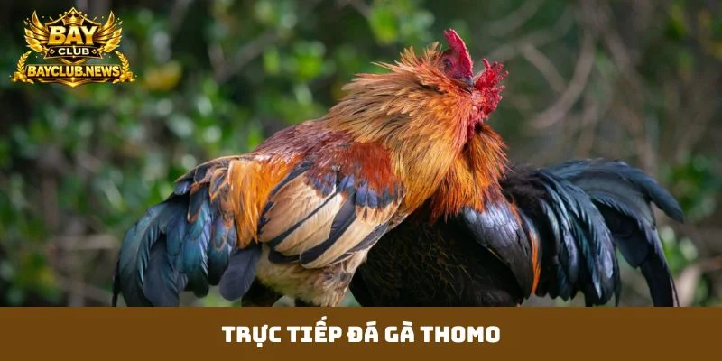 trực tiếp đá gà thomo