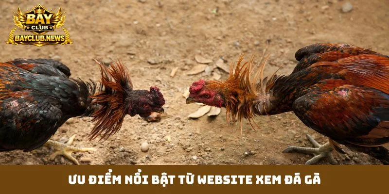 Ưu điểm nổi bật từ website xem đá gà