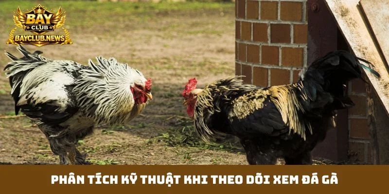 Phân tích kỹ thuật khi theo dõi xem đá gà