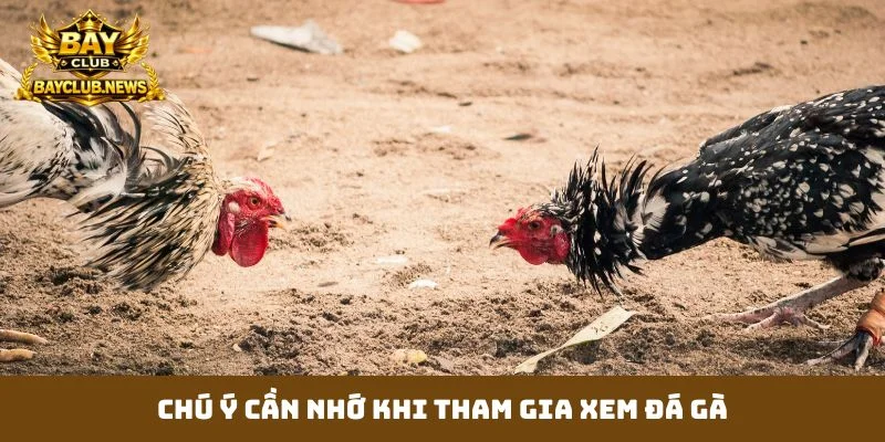 Chú ý cần nhớ khi tham gia xem đá gà