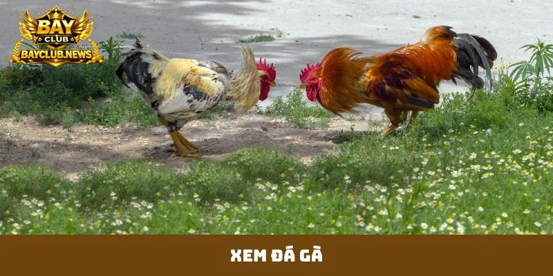 xem đá gà